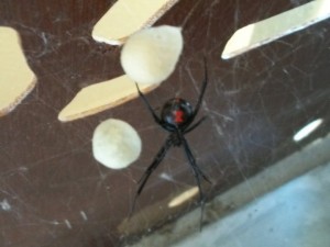black widow spider found by home inspector